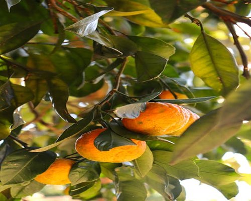 Healthy Tropical Fruits